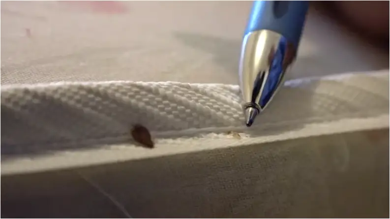 The Survival Skills of Bed Bugs in Laundromat Dryers