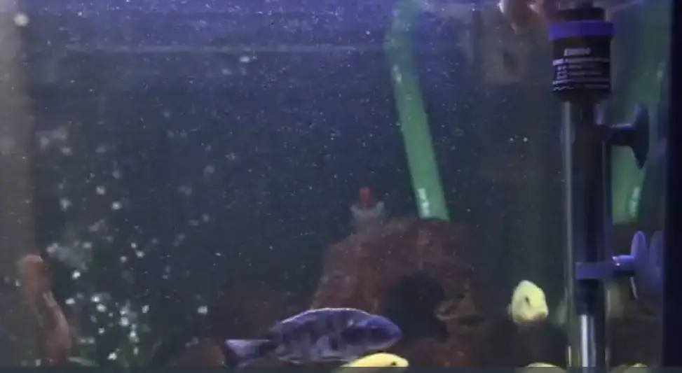Eheim Jager Aquarium Heater Review