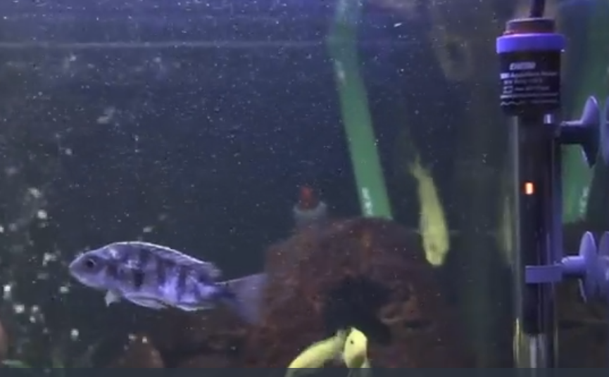 Are Eheim Jager Heaters Really good