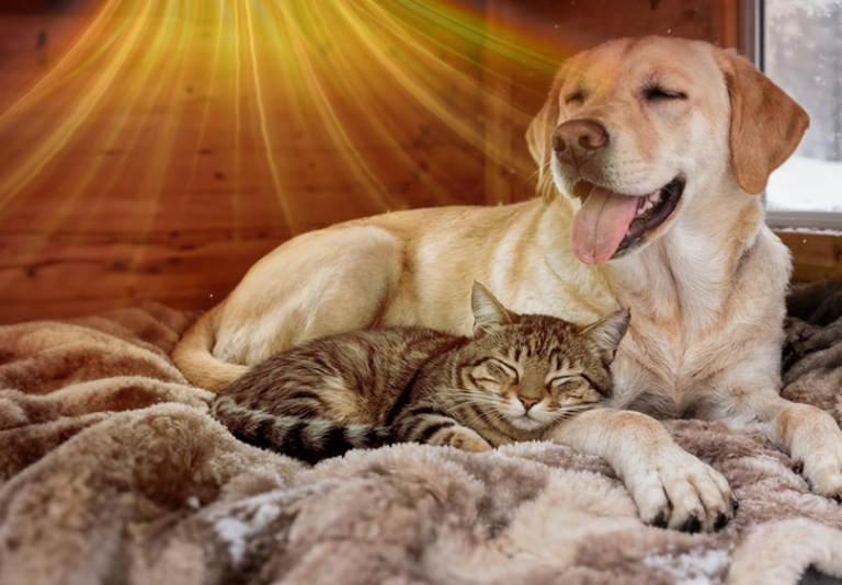 best dog house heater